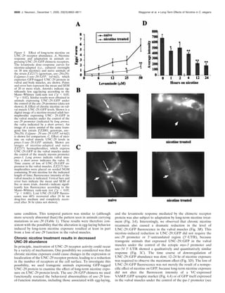 same condition. This temporal pattern was similar to (although
more severely abnormal than) the pattern seen in animals carrying
mutations in unc-29 (Table 1). These results were therefore con-
sistent with the possibility that the alteration in egg-laying behavior
induced by long-term nicotine exposure resulted at least in part
from a loss of unc-29 function in the vulval muscles.
Chronic nicotine treatment results in decreased
UNC-29 abundance
In principle, inactivation of UNC-29 receptor activity could occur
by a variety of mechanisms. One possibility we considered was that
chronic nicotine exposure could cause changes in the expression or
localization of the UNC-29 receptor protein, leading to a reduction
in the number of receptors at the cell surface. To investigate this
possibility, we used transgenic animals expressing GFP-tagged
UNC-29 protein to examine the effect of long-term nicotine expo-
sure on UNC-29 protein levels. The unc-29::GFP chimera we used
functionally rescued the behavioral abnormalities of unc-29 loss-
of-function mutations, including those associated with egg-laying,
and the levamisole response mediated by the chimeric receptor
protein was also subject to adaptation by long-term nicotine treat-
ment (Fig. 3A). Interestingly, we observed that chronic nicotine
treatment also caused a dramatic reduction in the level of
UNC-29::GFP ﬂuorescence in the vulval muscles (Fig. 3B). This
nicotine-induced reduction in UNC-29::GFP did not require the
unc-29 promoter or 3Ј-untranslated region (3Ј-UTR), because
transgenic animals that expressed UNC-29::GFP in the vulval
muscles under the control of the ectopic myo-3 promoter and
unc-54 3Ј-UTR showed a qualitatively and quantitatively similar
response (Fig. 3C). The time course of downregulation of
UNC-29::GFP abundance was slow; 12–24 hr of nicotine exposure
was required to observe the maximum effect (Fig. 3D). The loss of
UNC-29::GFP ﬂuorescence was not merely the result of a nonspe-
ciﬁc effect of nicotine on GFP, because long-term nicotine exposure
did not alter the ﬂuorescent intensity of a VC-expressed
VAMP::GFP synaptic marker (Fig. 4A) or of GFP itself expressed
in the vulval muscles under the control of the tpa-1 promoter (see
Figure 3. Effect of long-term nicotine on
UNC-29 receptor abundance. A, Nicotine
response and adaptation in animals ex-
pressing UNC-29::GFP chimeric receptors.
The levamisole dose–response curves for
nicotine-adapted (i.e., cultured overnight
on 30 mM nicotine) and naive animals of
the strain ZZ2171 (genotype, unc-29(x29);
Ex[pmyo-3::unc-29::GFP, rol-6d]), which
expresses GFP-tagged UNC-29 protein in
vulval and body muscles, are shown. Points
and error bars represent the mean and SEM
of 20 or more trials. Asterisks indicate sig-
niﬁcantly less egg-laying according to the
Mann–Whitney rank-sum test (*p Ͻ 0.05;
**p Ͻ 0.02). Similar results were obtained in
animals expressing UNC-29::GFP under
the control of the unc-29 promoter (data not
shown). B, Effect of chronic nicotine on vul-
val muscle UNC-29::GFP levels. Shown is a
digital image of a nicotine-treated adult her-
maphrodite expressing UNC- 29::GFP in
the vulval muscles under the control of the
unc-29 promoter (indicated by long arrows;
the vulva indicated by a short arrow). An
image of a naive animal of the same trans-
genic line (strain ZZ2001; genotype, unc-
29(x29); Ex[punc- 29::unc-29::GFP, rol-6d])
is shown for comparison. C, Effect of nico-
tine on vulval muscle UNC-29 levels in
pmyo-3::unc-29::GFP animals. Shown are
images of nicotine-adapted and naive
ZZ2171 hermaphrodites, which express
UNC-29::GFP in the vulval muscles under
the control of the muscle myosin promoter
pmyo-3. Long arrows indicate vulval mus-
cles; a short arrow indicates the vulva. D,
Time course of loss of UNC-29::GFP ex-
pression in the vulval muscles. ZZ2171 her-
maphrodites were placed on seeded NGM
containing 30 mM nicotine for the indicated
length of time; ﬂuorescence intensity of the
vulval muscles is indicated. Vertical bars and
error bars indicate the mean and SEM of
ﬁve or more trials. Asterisks indicate signif-
icantly less ﬂuorescence according to the
Mann–Whitney rank-sum test (*p Ͻ 0.05;
**p Ͻ 0.001). Lost UNC-29::GFP ﬂuores-
cence was 60% recovered after 24 hr on
drug-free medium and completely recov-
ered after 36 hr (data not shown).
8806 J. Neurosci., December 1, 2000, 20(23):8802–8811 Waggoner et al. • Long-Term Effects of Nicotine in C. elegans
 