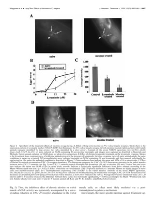 Fig. 5). Thus, the inhibitory effect of chronic nicotine on vulval
muscle nAChR activity was apparently accompanied by a corre-
sponding reduction in UNC-29 receptor abundance in the vulval
muscle cells, an effect most likely mediated via a post-
transcriptional regulatory mechanism.
Interestingly, the more speciﬁc nicotinic agonist levamisole ap-
Figure 4. Speciﬁcity of the long-term effects of nicotine on egg-laying. A, Effect of long-term nicotine on VC–vulval muscle synapses. Shown here is the
expression pattern of a synaptic marker (VAMP::GFP) that illuminates the VC–vulval muscle synapse, in both nicotine-treated (right) and naive (left) adult
animals (synapse identiﬁed by long arrows; the vulva identiﬁed by a short arrow). Animals of the strain NM670 (genotype, lin-15(n765); jsIs42x
[punc-4:snb-1::GFP, lin-15(ϩ)]) were cultured on NGM containing 30 mM nicotine overnight, and images were captured as described in Materials and
Methods. Naive animals cultured on NGM alone are shown for comparison. B, Effect of chronic levamisole treatment on the levamisole response. Shown
is the levamisole dose–response curve of wild-type animals grown in the presence of levamisole; the dose–response curve of naive animals under the same
conditions is shown as a control. N2 hermaphrodites were cultured overnight on NGM containing 50 ␮M levamisole and then assayed individually for
egg-laying for 4 hr under the indicated condition as described in Figure 2. Points and error bars indicate the mean and SEM of 18 or more trials. C, Effect
of chronic levamisole treatment on UNC-29 receptor abundance. The histogram compares the UNC-29::GFP ﬂuorescence intensity in the vulval muscles
between naive ZZ2171 animals (see Fig. 3) and ZZ2171 animals treated overnight with levamisole (50 ␮M) or nicotine (30 mM). Vertical bars and error
bars indicate the mean and SEM of ﬁve or more trials; asterisks indicate a statistically signiﬁcant difference from naive animals according to the
Mann–Whitney rank-sum test (*p Ͻ 0.02). D, Effect of nicotine on vulval muscle UNC-29 protein levels in lev-1 mutants. Shown are digital images of naive
(left) and nicotine-treated (right) lev-1 hermaphrodites expressing UNC-29::GFP in the vulval muscles. Animals of the strain AQ533 (genotype,
unc-29(x29); lev-1(e211); Ex [punc-29::unc-29::GFP; rol-6d]) were cultured on NGM containing 30 mM nicotine overnight; UNC-29::GFP ﬂuorescence was
measured as described previously (long arrows indicate vulval muscles, a short arrow indicates the vulva). Average ﬂuorescence intensities were 120 Ϯ 20
(naive) and 0 Ϯ 0 (nicotine-treated); the difference between these values was statistically signiﬁcant ( p Ͻ 0.001) according to the Mann–Whitney rank-sum
test. Similar effects were seen in lev-8 and lev-9 mutant animals (J. Kim and W. R. Schafer, unpublished observations).
Waggoner et al. • Long-Term Effects of Nicotine in C. elegans J. Neurosci., December 1, 2000, 20(23):8802–8811 8807
 