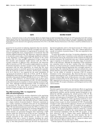 peared to be less potent in inducing adaptation than was nicotine.
Although animals treated with levamisole overnight were less sen-
sitive to subsequent stimulation of egg-laying by levamisole, they
retained signiﬁcantly more responsiveness to levamisole than did
nicotine-adapted animals (Fig. 4B). Moreover, long-term exposure
to levamisole caused only a small (although signiﬁcant) reduction
in the abundance of GFP-tagged UNC-29 protein in the vulval
muscles (Fig. 4C). One possible explanation of these results was
that nicotine and levamisole might interact with the UNC-29
receptor molecule in different ways; alternatively, the long-term
effect of nicotine on UNC-29 receptors might depend on a second,
levamisole-insensitive nicotinic receptor in the vulval muscles. In
agreement with the latter hypothesis, we found that the acute
egg-laying response to nicotinic agonists was genetically separable
from the long-term response to nicotine. Several genes, including
lev-8, lev-9, and lev-1, are required for the acute stimulation of
egg-laying by levamisole (J. Kim, D. S. Poole, and W. R. Schafer,
unpublished observations), although they are not necessary for the
assembly of levamisole-binding nAChRs (Lewis et al., 1987; Flem-
ing et al., 1997). However, we observed that none of these genes
was required for the downregulation of UNC-29::GFP abundance
in the vulval muscles in response to chronic nicotine treatment (Fig.
4D). Thus, although levamisole-sensitive UNC-29 receptors may
be necessary for the acute effects of nicotine on egg-laying, a
second nicotinic receptor may be at least partially responsible for
nicotine’s long-term effects on this behavior.
The PKC homolog TPA-1 is required for
UNC-29 downregulation
What genes are required for nicotine adaptation in the egg-laying
muscles? To investigate this question, we assayed C. elegans mu-
tants with defects in genes encoding signaling molecules that func-
tion in the vulval muscles. One such gene was tpa-1, which encodes
a C. elegans isoform of protein kinase C. Recessive mutations in
tpa-1 confer resistance to phorbol esters but do not dramatically
impair the health, fertility, or behavior of the worm (Tabuse et al.,
1989). We had demonstrated previously that TPA-1 is required for
the acute stimulation of egg-laying by serotonin (Waggoner et al.,
1998). To determine whether tpa-1 was actually expressed in the
vulval muscles, we generated transgenic lines expressing a GFP
reporter under the control of one of the two tpa-1 promoters. We
observed that one of these promoter fusions, tpa-1A::GFP, was
strongly expressed in the vulval muscles, as well as in vulval
epidermal cells and a variety of neurons, including the canal-
associated neuron and many unidentiﬁed cells in the head and tail
(Fig. 5). The other promoter fusion, tpa-1B::GFP, was expressed in
the lateral epidermis and in a few head neurons (Y. Tabuse and J.
Miwa, unpublished observations). Thus, tpa-1 indeed appeared to
encode an isoform of protein kinase C that was expressed in the
vulval muscles.
To assess the possible role of tpa-1 in nicotine adaptation, we ﬁrst
assayed the effect of tpa-1 mutations on the induction of egg-laying
by levamisole and on the inactivation of this response by long-term
nicotine treatment. We found that naive tpa-1 mutant animals laid
eggs in response to levamisole over the same range of concentra-
tions as did wild-type, although the magnitude of this stimulation
was somewhat lower in the tpa-1 mutant (Fig. 6A). Strikingly,
however, we observed that tpa-1 mutants showed little or no reduc-
tion in levamisole-induced egg-laying after overnight exposure to
nicotine (Fig. 6B), indicating that tpa-1 mutant animals were com-
pletely defective in nicotine adaptation. We also tested the effect of
tpa-1 on the ability of nicotine to decrease UNC-29 receptor
abundance in the vulval muscles. We observed that tpa-1 mutant
animals expressing the UNC-29::GFP protein chimera in the vulval
muscles retained high levels of ﬂuorescence even after overnight
nicotine treatment (Fig. 6C,D). Thus, the tpa-1-encoded isoform of
PKC appeared to be necessary for the nicotine-induced downregu-
lation of UNC-29 receptor abundance and biological activity in the
vulval muscles.
DISCUSSION
Nicotinic agonists have both acute and chronic effects on egg-laying
behavior in C. elegans. We have shown that the acute stimulation of
egg-laying by nicotine and the nicotinic agonist levamisole is me-
diated by nAChRs containing the subunit protein UNC-29. We
found that these UNC-29 receptors are expressed in the vulval
muscles, and expression of functional UNC-29 protein in the vulval
muscles alone is sufﬁcient to confer egg-laying sensitivity to nico-
tinic agonists. Thus, nicotinic agonists appear to stimulate egg-
laying at least in part via direct excitation of UNC-29-containing
receptors in the vulval muscles. However, because unc-29 mutants
are still capable of laying eggs, UNC-29 receptors do not appear to
be necessary for egg-laying muscle contraction. The dispensability
of UNC-29 for muscle contraction could be caused by a second,
levamisole-insensitive nAChR in the vulval muscles that displays
some functional redundancy with the UNC-29 receptor, as has
been observed in the C. elegans body muscle (Richmond and
Jorgensen, 1999). Alternatively, the vulval muscles, like the C.
elegans pharyngeal muscles, could possess intrinsic contractile ac-
tivity and use nicotinic receptors only as a means to induce more
rapid contraction (Raizen and Avery, 1994).
Chronic exposure to nicotinic agonists had dramatic effects on C.
Figure 5. Expression of tpa-1 in the vulval muscles. Shown are digital images of adult hermaphrodites of the tpa-1A::GFP-expressing strain TF6. In these
ventral/lateral views, the vulval muscles are strongly ﬂuorescent and are identiﬁed by arrows. Not shown in this view are other ﬂuorescent cells, including
vulval epidermal cells, the canal-associated neuron (CAN), and various unidentiﬁed head and tail neurons (Tabuse and Miwa, unpublished observations).
Expression was never detected in the egg-laying motoneurons VC4, VC5, or the HSNs. Punctate ﬂuorescence in the body is caused by autoﬂuorescence of
gut granules.
8808 J. Neurosci., December 1, 2000, 20(23):8802–8811 Waggoner et al. • Long-Term Effects of Nicotine in C. elegans
 