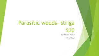 Parasitic weeds- striga
spp
By Masara Polite
R161055Z
 