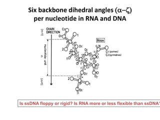 DNA , RNA basic structure and components | PPTX