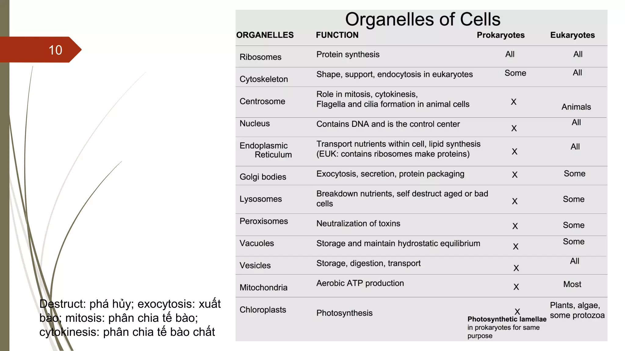 C1_Cell structure and organisation.pdf