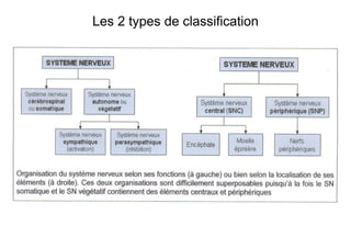 Les 2 types de classification
 