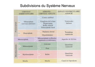 Subdivisions du Système Nerveux
 