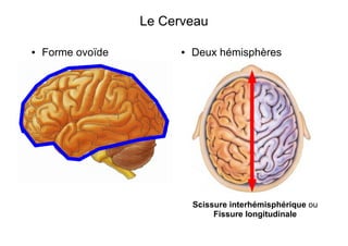 Le Cerveau
● Forme ovoïde ● Deux hémisphères
Scissure interhémisphérique ou
Fissure longitudinale
 