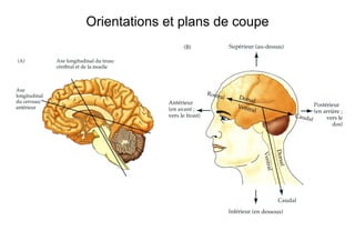 Orientations et plans de coupe
 