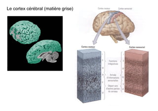 Le cortex cérébral (matière grise)
 
