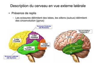 Description du cerveau en vue externe latérale
● Présence de replis
– Les scissures délimitent des lobes, les sillons (sulcus) délimitent
des circonvolution (gyrus)
 