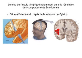 Le lobe de l'insula : impliqué notamment dans la régulation
des comportements émotionnels
● Situé à l'intérieur du replis de la scissure de Sylvius
 