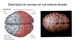 Description du cerveau en vue externe dorsale
 
