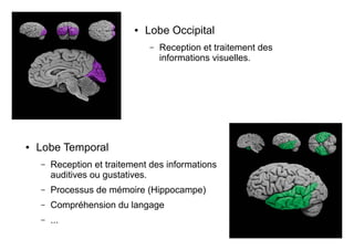 ● Lobe Occipital
– Reception et traitement des
informations visuelles.
● Lobe Temporal
– Reception et traitement des informations
auditives ou gustatives.
– Processus de mémoire (Hippocampe)
– Compréhension du langage
– ...
 