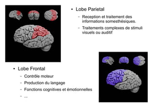 ● Lobe Frontal
– Contrôle moteur
– Production du langage
– Fonctions cognitives et émotionnelles
– ...
● Lobe Parietal
– Reception et traitement des
informations somesthésiques.
– Traitements complexes de stimuli
visuels ou auditif
 