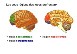 Les sous régions des lobes préfrontaux
● Région dorsolatérale
● Région orbitofrontale
● Région médiofrontale
 