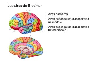 Les aires de Brodman
● Aires primaires
● Aires secondaires d'association
unimodale
● Aires secondaires d'association
hétéromodale
 