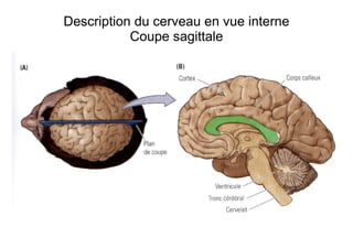 Description du cerveau en vue interne
Coupe sagittale
 