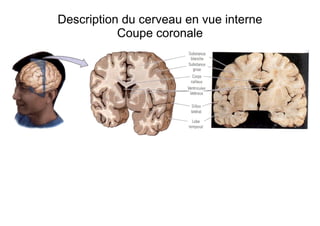 Description du cerveau en vue interne
Coupe coronale
 