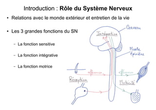 Introduction : Rôle du Système Nerveux
● Relations avec le monde extérieur et entretien de la vie
● Les 3 grandes fonctions du SN
– La fonction sensitive
– La fonction intégrative
– La fonction motrice
 