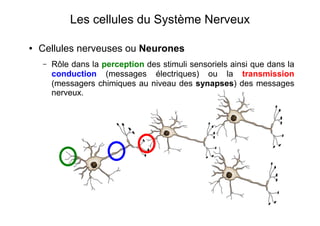 Les cellules du Système Nerveux
● Cellules nerveuses ou Neurones
– Rôle dans la perception des stimuli sensoriels ainsi que dans la
conduction (messages électriques) ou la transmission
(messagers chimiques au niveau des synapses) des messages
nerveux.
 