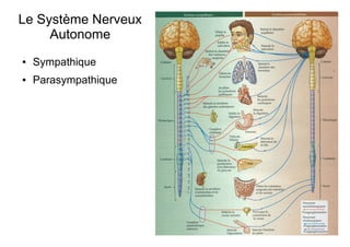 Le Système Nerveux
Autonome
● Sympathique
● Parasympathique
 