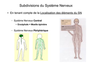 Subdivisions du Système Nerveux
● En tenant compte de la Localisation des éléments du SN
– Système Nerveux Central
● Encéphale + Moelle épinière
– Système Nerveux Périphérique
 