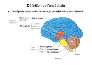 Définition de l'encéphale
● L'encéphale comprend le cerveau, le cervelet et le tronc cérébral
= Myélencéphale
= Métencéphale
Diencéphale
= Télencéphale
Mésencéphale
 