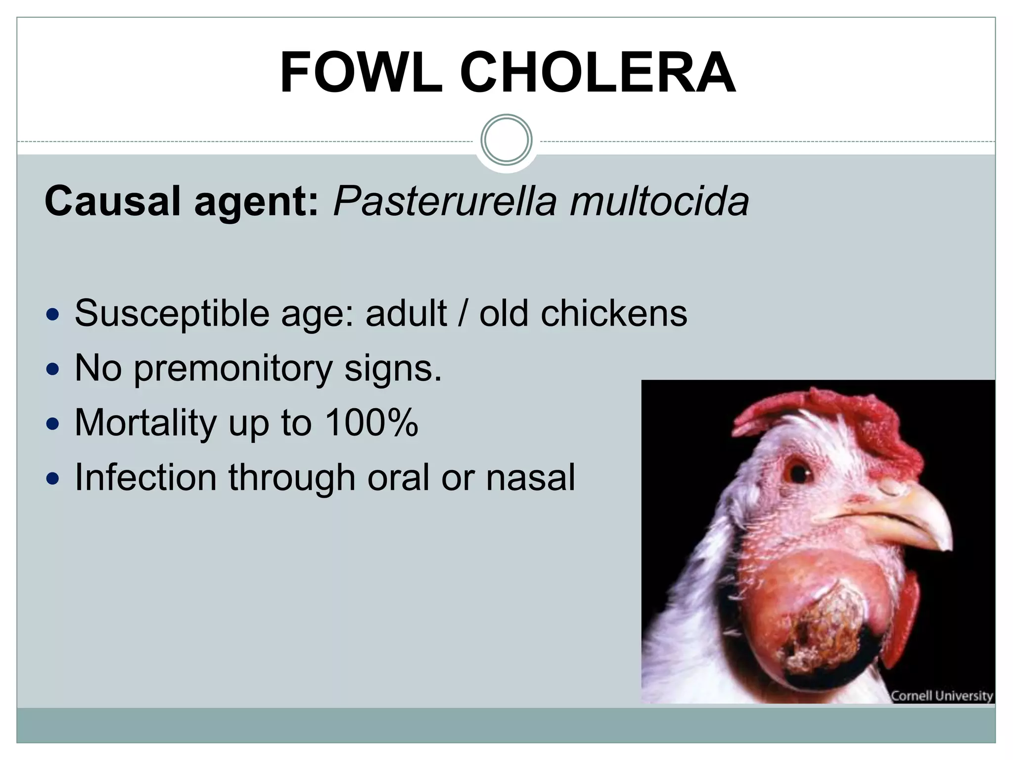 FOWL CHOLERA
Causal agent: Pasterurella multocida
 Susceptible age: adult / old chickens
 No premonitory signs.
 Mortality up to 100%
 Infection through oral or nasal
 