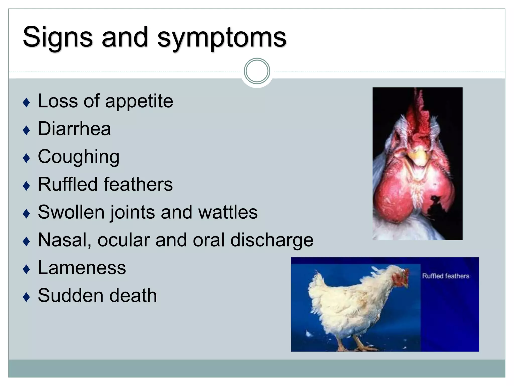Signs and symptoms
♦ Loss of appetite
♦ Diarrhea
♦ Coughing
♦ Ruffled feathers
♦ Swollen joints and wattles
♦ Nasal, ocular and oral discharge
♦ Lameness
♦ Sudden death
 
