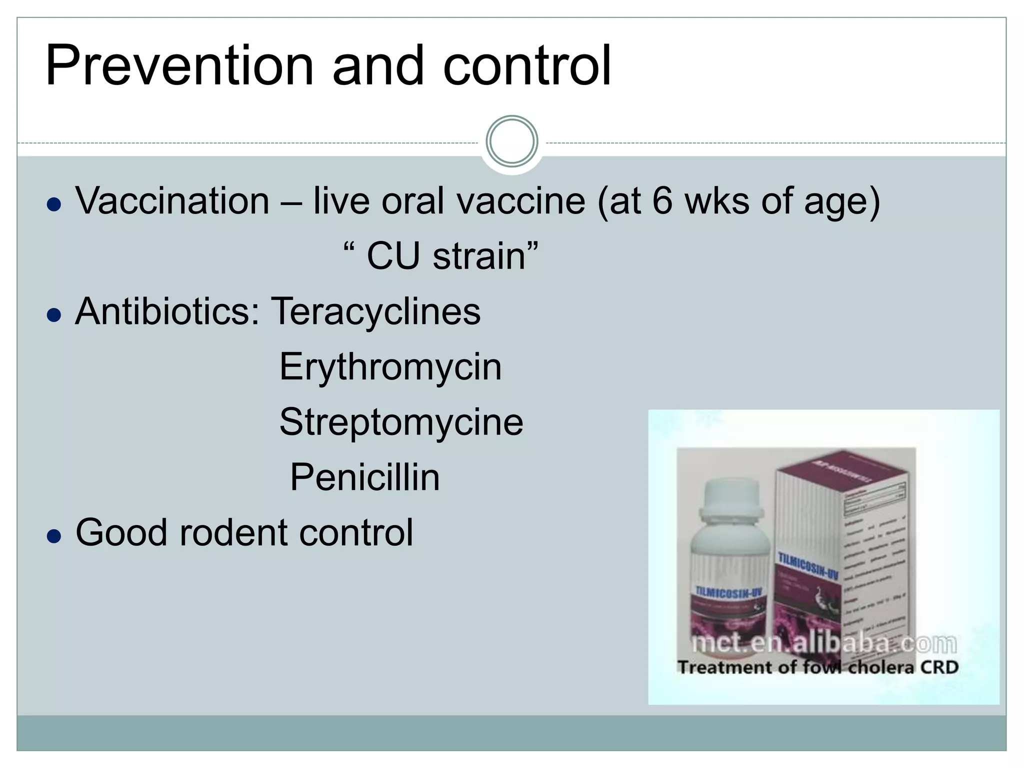 Prevention and control
● Vaccination – live oral vaccine (at 6 wks of age)
“ CU strain”
● Antibiotics: Teracyclines
Erythromycin
Streptomycine
Penicillin
● Good rodent control
 