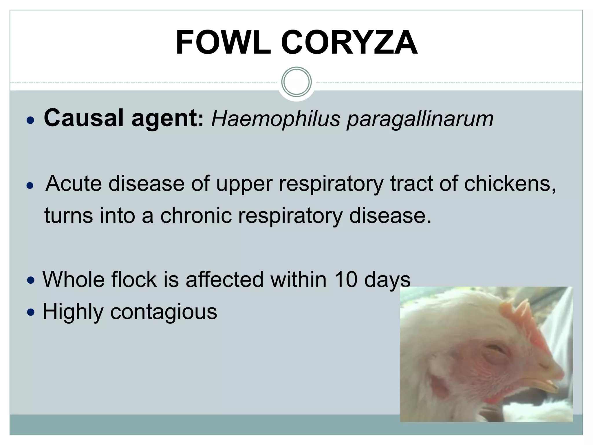 FOWL CORYZA
 Causal agent: Haemophilus paragallinarum
 Acute disease of upper respiratory tract of chickens,
turns into a chronic respiratory disease.
 Whole flock is affected within 10 days
 Highly contagious
 