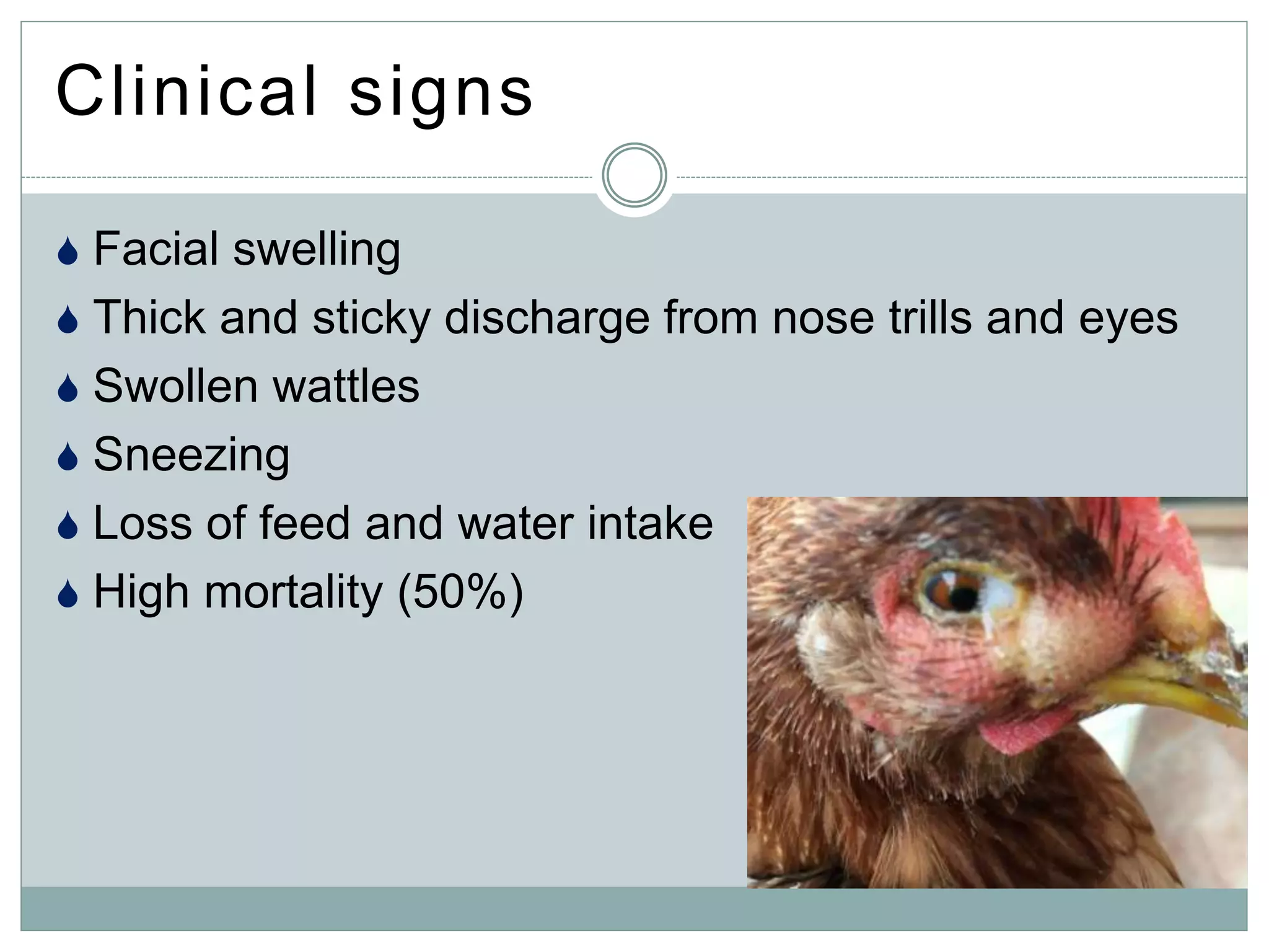 Clinical signs
 Facial swelling
 Thick and sticky discharge from nose trills and eyes
 Swollen wattles
 Sneezing
 Loss of feed and water intake
 High mortality (50%)
 