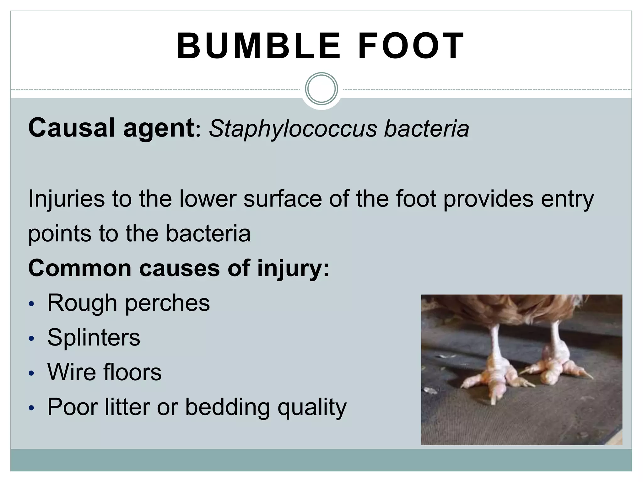 BUMBLE FOOT
Causal agent: Staphylococcus bacteria
Injuries to the lower surface of the foot provides entry
points to the bacteria
Common causes of injury:
• Rough perches
• Splinters
• Wire floors
• Poor litter or bedding quality
 