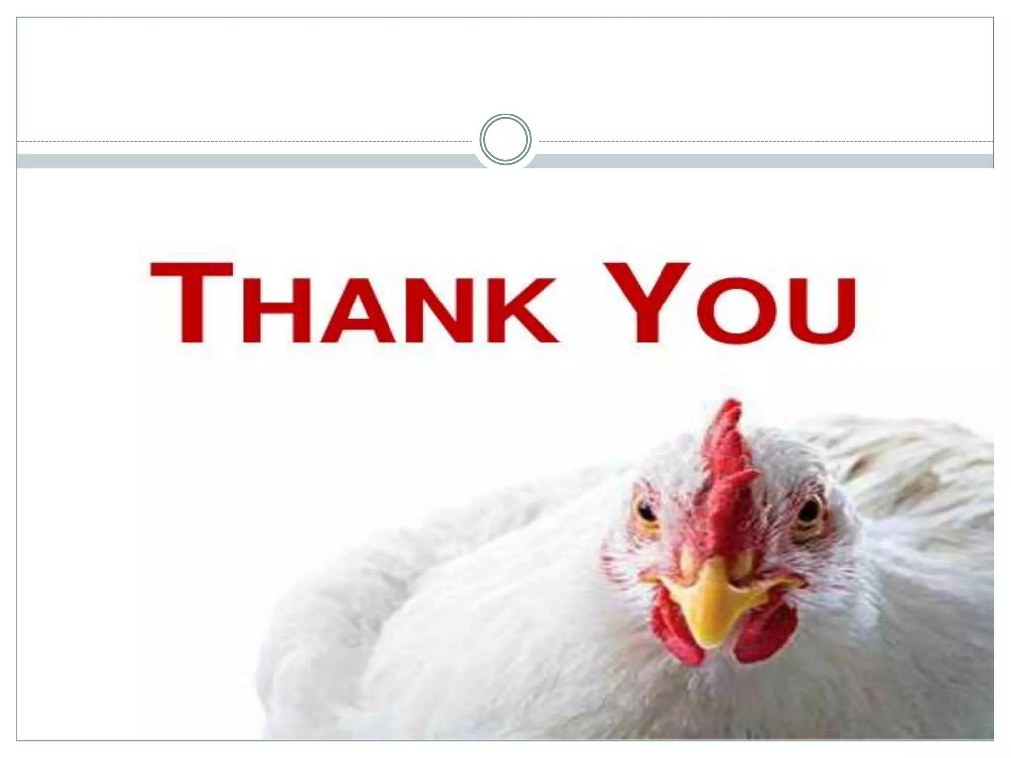 Common bacterial diseases in broilers