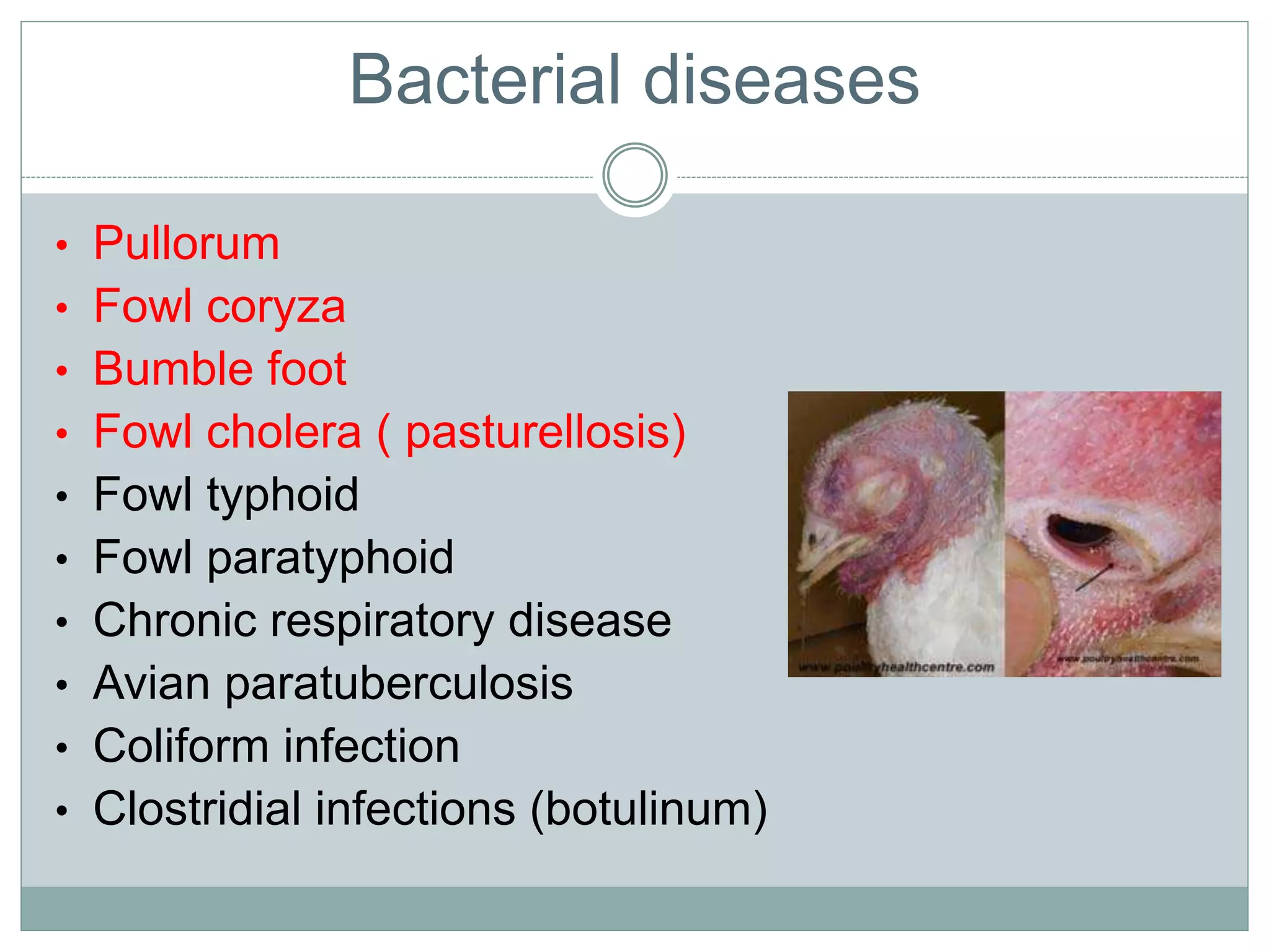 Bacterial diseases
• Pullorum
• Fowl coryza
• Bumble foot
• Fowl cholera ( pasturellosis)
• Fowl typhoid
• Fowl paratyphoid
• Chronic respiratory disease
• Avian paratuberculosis
• Coliform infection
• Clostridial infections (botulinum)
 