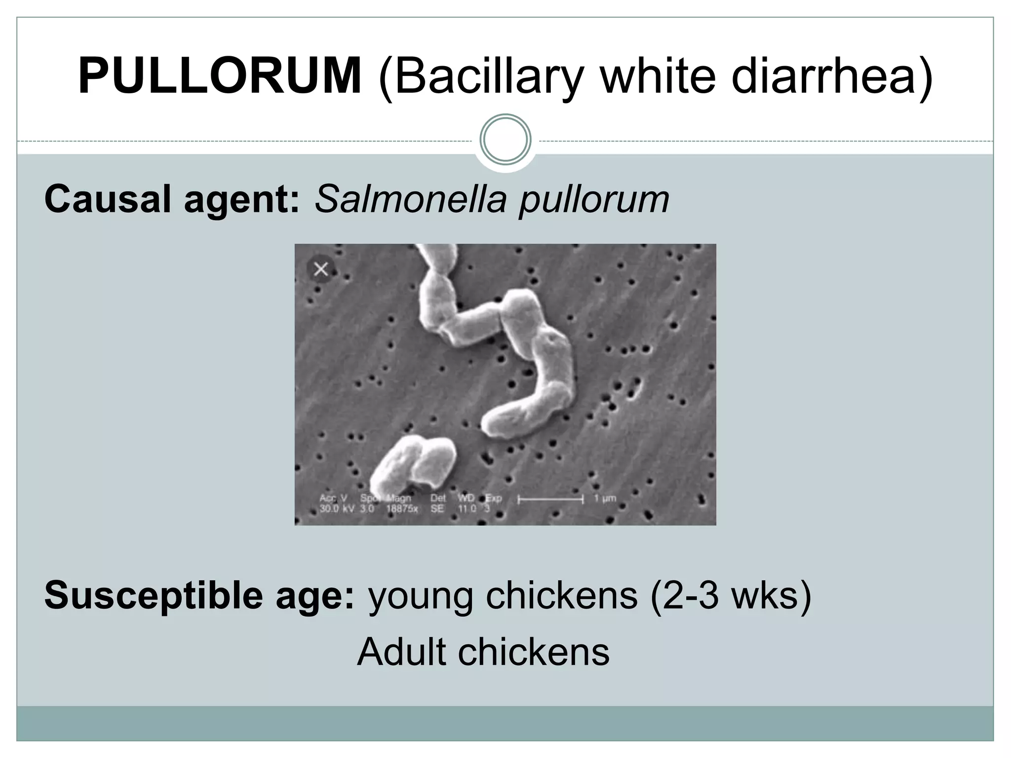 PULLORUM (Bacillary white diarrhea)
Causal agent: Salmonella pullorum
Susceptible age: young chickens (2-3 wks)
Adult chickens
 