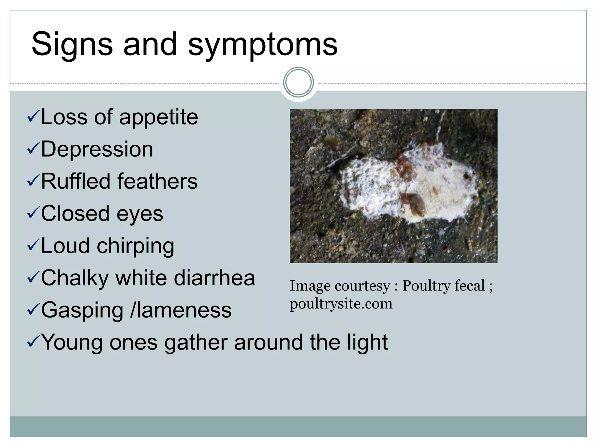 Loss of appetite
Depression
Ruffled feathers
Closed eyes
Loud chirping
Chalky white diarrhea
Gasping /lameness
Young ones gather around the light
Signs and symptoms
Image courtesy : Poultry fecal ;
poultrysite.com
 