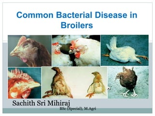 Common Bacterial Disease in
Broilers
Sachith Sri Mihiraj
BSc (Special), M.Agri
 