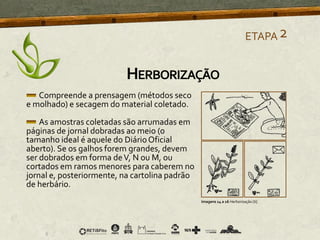 Compreende a prensagem (métodos seco
e molhado) e secagem do material coletado.
As amostras coletadas são arrumadas em
páginas de jornal dobradas ao meio (o
tamanho ideal é aquele do DiárioOficial
aberto). Se os galhos forem grandes, devem
ser dobrados em forma deV, N ou M, ou
cortados em ramos menores para caberem no
jornal e, posteriormente, na cartolina padrão
de herbário.
ETAPA2
Imagens 14 a 16 Herborização [6]
HERBORIZAÇÃO
 