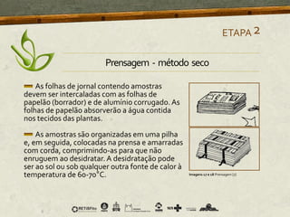 As folhas de jornal contendo amostras
devem ser intercaladas com as folhas de
papelão (borrador) e de alumínio corrugado.As
folhas de papelão absorverão a água contida
nos tecidos das plantas.
As amostras são organizadas em uma pilha
e, em seguida, colocadas na prensa e amarradas
com corda, comprimindo-as para que não
enruguem ao desidratar. A desidratação pode
ser ao sol ou sob qualquer outra fonte de calor à
temperatura de 60-70°C.
ETAPA2
Prensagem - método seco
Imagens 17 e 18 Prensagem [7]
 