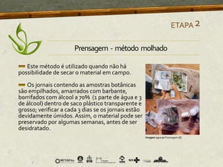 Este método é utilizado quando não há
possibilidade de secar o material em campo.
Os jornais contendo as amostras botânicas
são empilhados, amarrados com barbante,
borrifados com álcool a 70% (1 parte de água e 3
de álcool) dentro de saco plástico transparente e
grosso; verificar a cada 3 dias se os jornais estão
devidamente úmidos. Assim, o material pode ser
preservado por algumas semanas, antes de ser
desidratado.
ETAPA2
Imagem 19 e 20 Prensagem [8]
Prensagem - método molhado
 