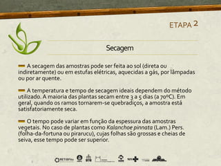 A secagem das amostras pode ser feita ao sol (direta ou
indiretamente) ou em estufas elétricas, aquecidas a gás, por lâmpadas
ou por ar quente.
A temperatura e tempo de secagem ideais dependem do método
utilizado.A maioria das plantas secam entre 3 a 5 dias (a 70ºC). Em
geral, quando os ramos tornarem-se quebradiços, a amostra está
satisfatoriamente seca.
O tempo pode variar em função da espessura das amostras
vegetais. No caso de plantas como Kalanchoe pinnata (Lam.) Pers.
(folha-da-fortuna ou pirarucu), cujas folhas são grossas e cheias de
seiva, esse tempo pode ser superior.
ETAPA2
Secagem
 