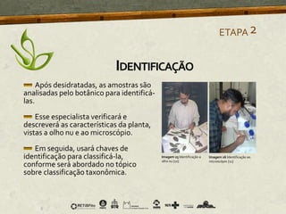 Após desidratadas, as amostras são
analisadas pelo botânico para identificá-
las.
Esse especialista verificará e
descreverá as características da planta,
vistas a olho nu e ao microscópio.
Em seguida, usará chaves de
identificação para classificá-la,
conforme será abordado no tópico
sobre classificação taxonômica.
Imagem 25 Identificação a
olho nu [10]
Imagem 26 Identificação ao
microscópio [11]
ETAPA2
IDENTIFICAÇÃO
 