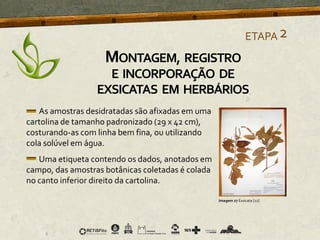 As amostras desidratadas são afixadas em uma
cartolina de tamanho padronizado (29 x 42 cm),
costurando-as com linha bem fina, ou utilizando
cola solúvel em água.
Uma etiqueta contendo os dados, anotados em
campo, das amostras botânicas coletadas é colada
no canto inferior direito da cartolina.
ETAPA2
Imagem 27 Exsicata [12]
MONTAGEM, REGISTRO
E INCORPORAÇÃO DE
EXSICATAS EM HERBÁRIOS
 