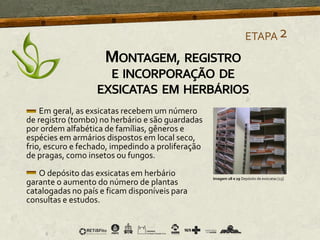Em geral, as exsicatas recebem um número
de registro (tombo) no herbário e são guardadas
por ordem alfabética de famílias, gêneros e
espécies em armários dispostos em local seco,
frio, escuro e fechado, impedindo a proliferação
de pragas, como insetos ou fungos.
O depósito das exsicatas em herbário
garante o aumento do número de plantas
catalogadas no país e ficam disponíveis para
consultas e estudos.
Imagem 28 e 29 Depósito de exsicatas [13]
ETAPA2
MONTAGEM, REGISTRO
E INCORPORAÇÃO DE
EXSICATAS EM HERBÁRIOS
 
