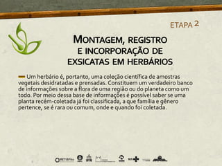 Um herbário é, portanto, uma coleção científica de amostras
vegetais desidratadas e prensadas. Constituem um verdadeiro banco
de informações sobre a flora de uma região ou do planeta como um
todo. Por meio dessa base de informações é possível saber se uma
planta recém-coletada já foi classificada, a que família e gênero
pertence, se é rara ou comum, onde e quando foi coletada.
ETAPA2
MONTAGEM, REGISTRO
E INCORPORAÇÃO DE
EXSICATAS EM HERBÁRIOS
 