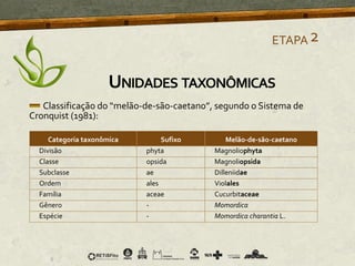 Classificação do “melão-de-são-caetano”, segundo o Sistema de
Cronquist (1981):
Categoria taxonômica Sufixo Melão-de-são-caetano
Divisão phyta Magnoliophyta
Classe opsida Magnoliopsida
Subclasse ae Dilleniidae
Ordem ales Violales
Família aceae Cucurbitaceae
Gênero - Momordica
Espécie - Momordica charantia L.
ETAPA2
UNIDADES TAXONÔMICAS
 