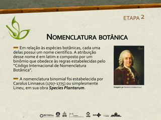 Em relação às espécies botânicas, cada uma
delas possui um nome científico.A atribuição
desse nome é em latim e composto por um
binômio que obedece às regras estabelecidas pelo
“Código Internacional de Nomenclatura
Botânica”.
A nomenclatura binomial foi estabelecida por
Carolus Linnaeus (1707-1775) ou simplesmente
Lineu, em sua obra Species Plantarum. Imagem 30 Carolus Linnaeus [14]
ETAPA2
NOMENCLATURA BOTÂNICA
 