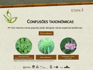 Um mesmo nome popular pode designar várias espécies botânicas:
Imagem 01 a 03 Espécies botânicas designadas popularmente como erva-cidreira [1]
CONFUSÕES TAXONÔMICAS
ETAPA2
 