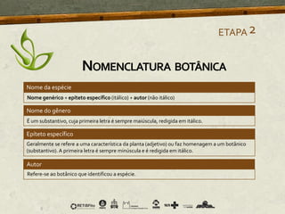 Nome da espécie
Nome genérico + epíteto específico (itálico) + autor (não itálico)
É um substantivo, cuja primeira letra é sempre maiúscula, redigida em itálico.
Geralmente se refere a uma característica da planta (adjetivo) ou faz homenagem a um botânico
(substantivo).A primeira letra é sempre minúscula e é redigida em itálico.
ETAPA2
Refere-se ao botânico que identificou a espécie.
NOMENCLATURA BOTÂNICA
Nome do gênero
Epíteto específico
Autor
 