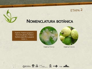 ETAPA2
Imagem 31 Flores [15] Imagem 32 Frutos [16]
NOMENCLATURA BOTÂNICA
 