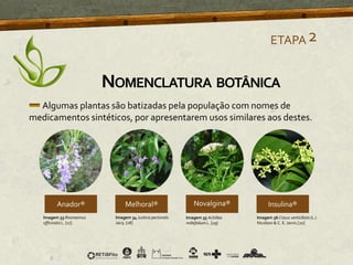 ETAPA2
Algumas plantas são batizadas pela população com nomes de
medicamentos sintéticos, por apresentarem usos similares aos destes.
Imagem 33 Rosmarinus
officinalis L. [17]
Imagem 34 Justicia pectoralis
Jacq. [18]
Imagem 35 Achillea
millefolium L. [19]
Imagem 36 Cissus verticillata (L.)
Nicolson & C. E. Jarvis [20]
NOMENCLATURA BOTÂNICA
 